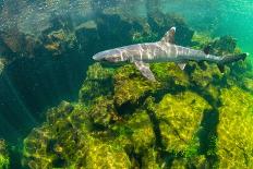 Whitetip reef shark swimming in shallows, Ecuador-Tui De Roy-Photographic Print