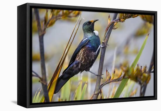 Tui (Prosthemadera Novaeseelandiae) on New Zealand Flax (Phormium) Flowerhead-Brent Stephenson-Framed Premier Image Canvas