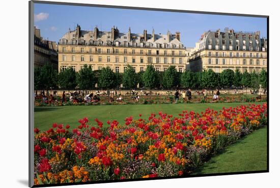 Tuileries Garden, buildings along Rue de Rivoli, Paris, France-David Barnes-Mounted Photographic Print