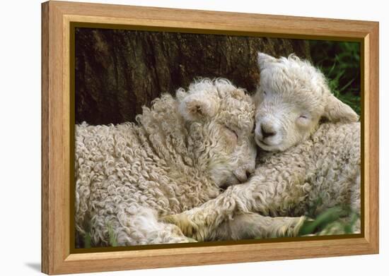 Tukidale Sheep Lambs, Raised for Carpet Wool-null-Framed Premier Image Canvas