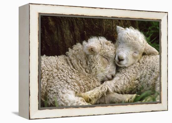 Tukidale Sheep Lambs, Raised for Carpet Wool-null-Framed Premier Image Canvas