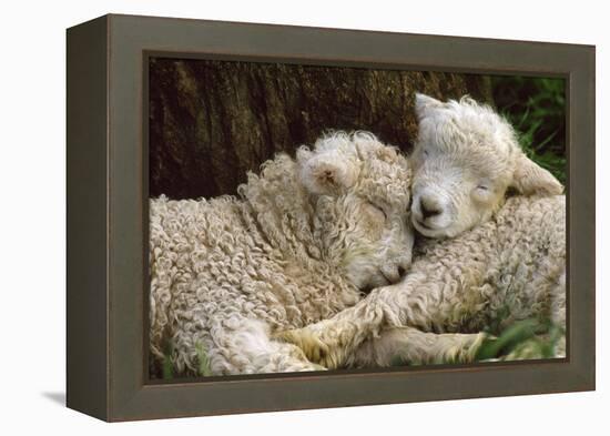 Tukidale Sheep Lambs, Raised for Carpet Wool-null-Framed Premier Image Canvas