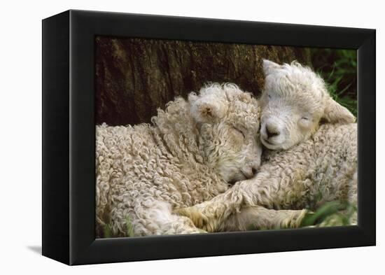 Tukidale Sheep Lambs, Raised for Carpet Wool-null-Framed Premier Image Canvas