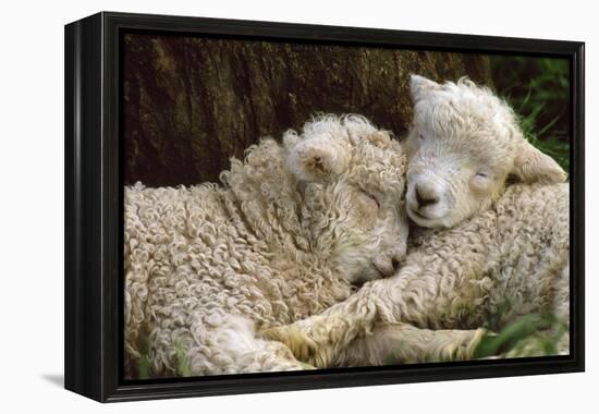 Tukidale Sheep Lambs, Raised for Carpet Wool-null-Framed Premier Image Canvas