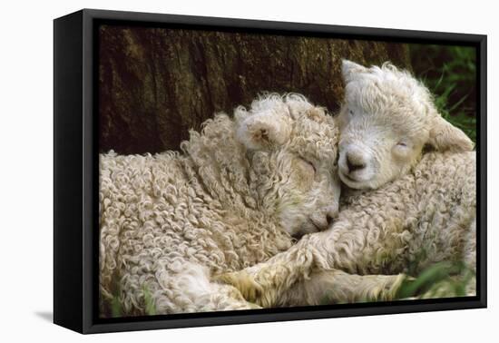 Tukidale Sheep Lambs, Raised for Carpet Wool-null-Framed Premier Image Canvas