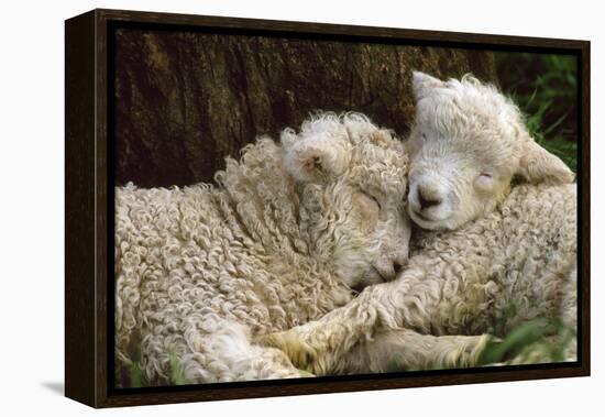 Tukidale Sheep Lambs, Raised for Carpet Wool-null-Framed Premier Image Canvas