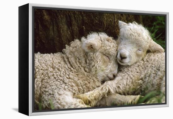 Tukidale Sheep Lambs, Raised for Carpet Wool-null-Framed Premier Image Canvas