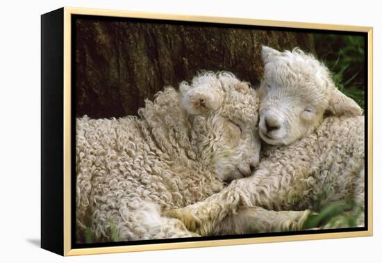 Tukidale Sheep Lambs, Raised for Carpet Wool-null-Framed Premier Image Canvas