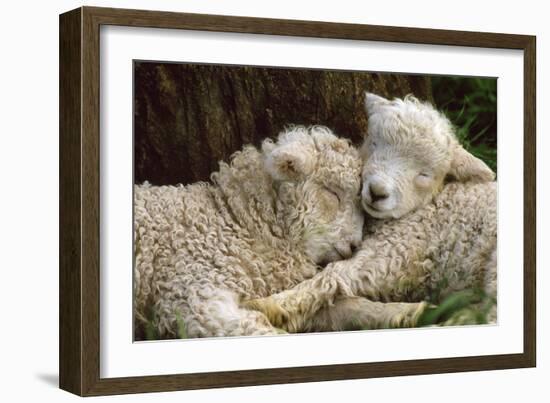 Tukidale Sheep Lambs, Raised for Carpet Wool-null-Framed Premium Photographic Print
