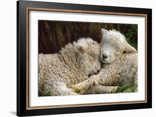 Tukidale Sheep Lambs, Raised for Carpet Wool-null-Framed Premium Photographic Print