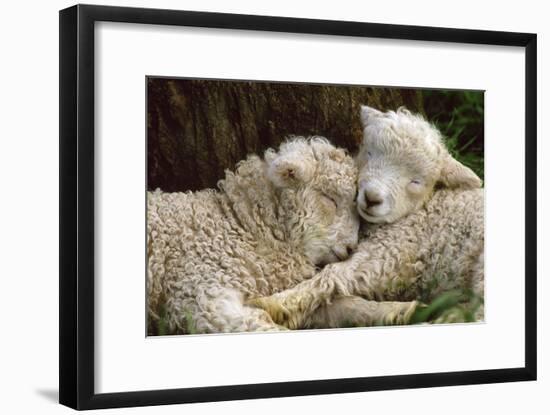 Tukidale Sheep Lambs, Raised for Carpet Wool-null-Framed Photographic Print