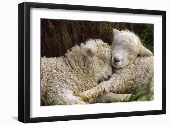 Tukidale Sheep Lambs, Raised for Carpet Wool-null-Framed Photographic Print