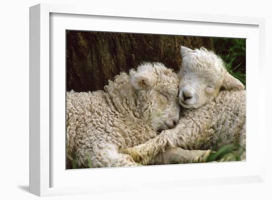 Tukidale Sheep Lambs, Raised for Carpet Wool-null-Framed Photographic Print