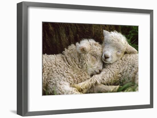 Tukidale Sheep Lambs, Raised for Carpet Wool-null-Framed Photographic Print