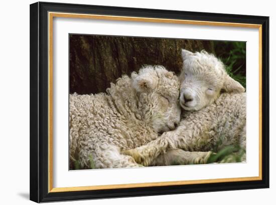 Tukidale Sheep Lambs, Raised for Carpet Wool--Framed Photographic Print