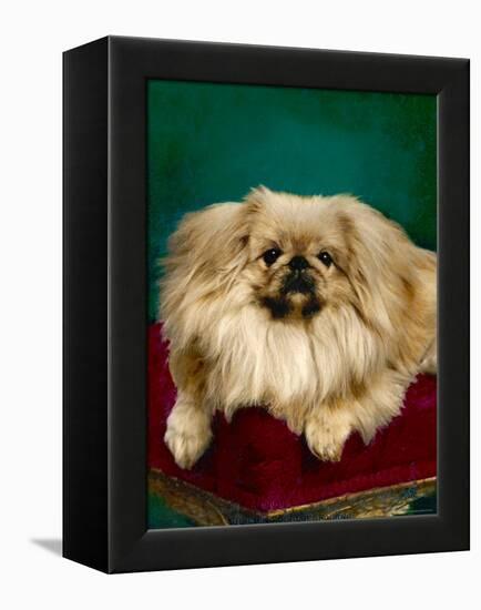 Tul-Ching of Alderbourne-null-Framed Premier Image Canvas