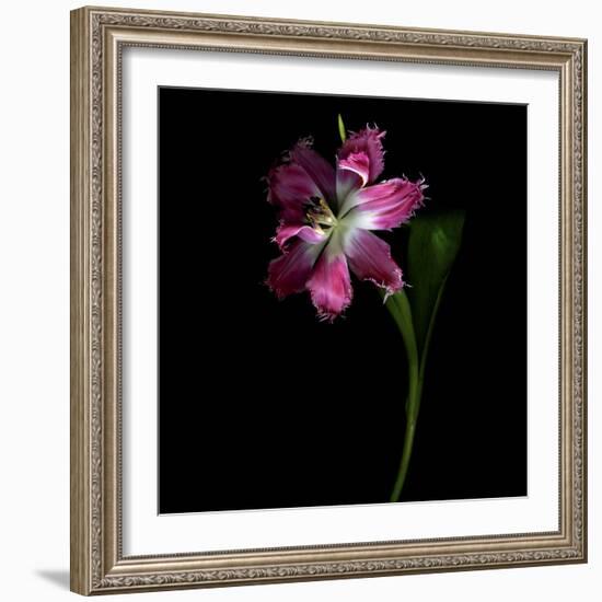 Tulip 1-Magda Indigo-Framed Photographic Print