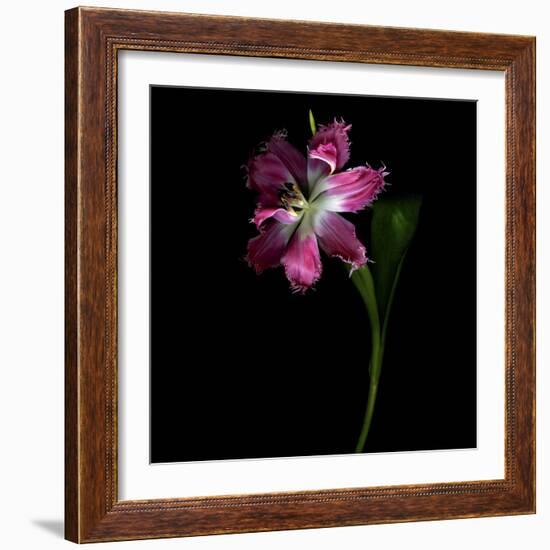 Tulip 1-Magda Indigo-Framed Photographic Print