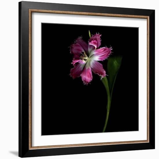 Tulip 1-Magda Indigo-Framed Photographic Print