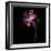 Tulip 1-Magda Indigo-Framed Photographic Print