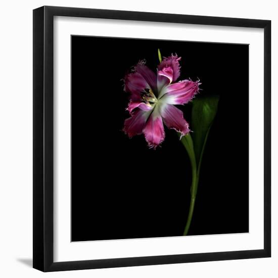 Tulip 1-Magda Indigo-Framed Photographic Print