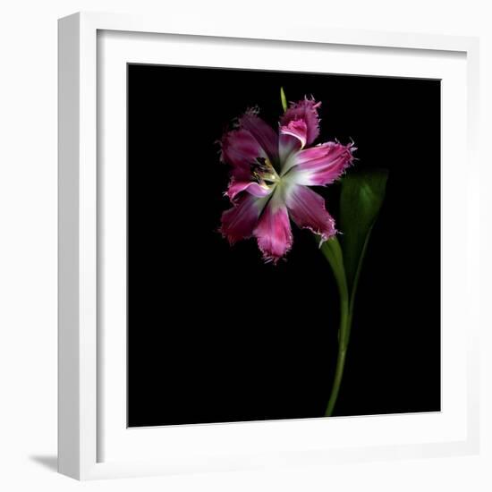 Tulip 1-Magda Indigo-Framed Photographic Print