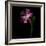 Tulip 1-Magda Indigo-Framed Photographic Print