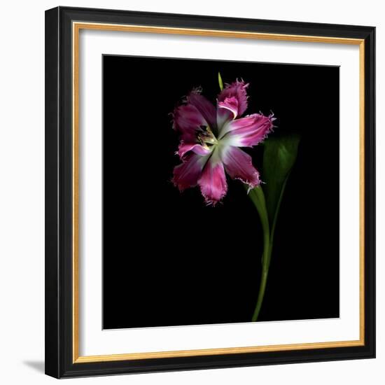 Tulip 1-Magda Indigo-Framed Photographic Print