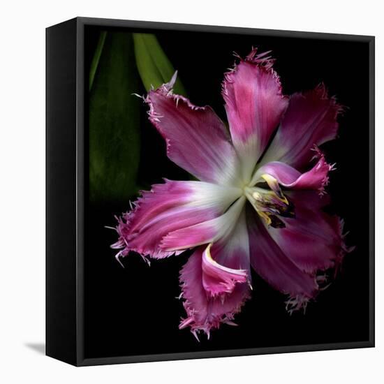 Tulip 2-Magda Indigo-Framed Stretched Canvas