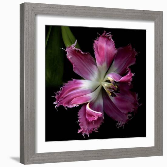 Tulip 2-Magda Indigo-Framed Photographic Print