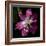 Tulip 2-Magda Indigo-Framed Photographic Print