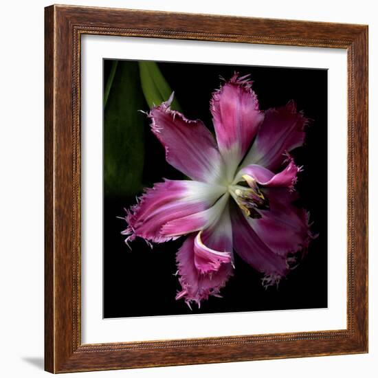 Tulip 2-Magda Indigo-Framed Photographic Print