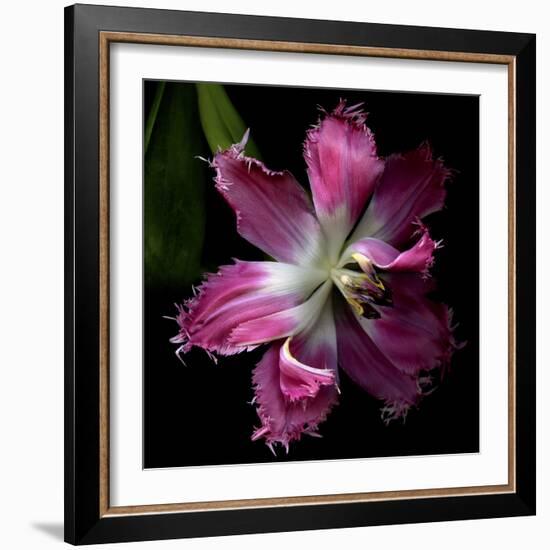 Tulip 2-Magda Indigo-Framed Photographic Print