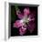 Tulip 2-Magda Indigo-Framed Photographic Print