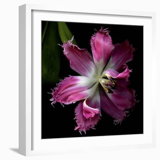 Tulip 2-Magda Indigo-Framed Photographic Print