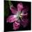 Tulip 2-Magda Indigo-Mounted Photographic Print