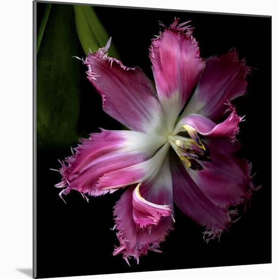 Tulip 2-Magda Indigo-Mounted Photographic Print