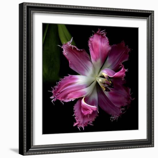 Tulip 2-Magda Indigo-Framed Photographic Print