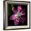 Tulip 2-Magda Indigo-Framed Photographic Print