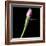 Tulip 3-Magda Indigo-Framed Photographic Print