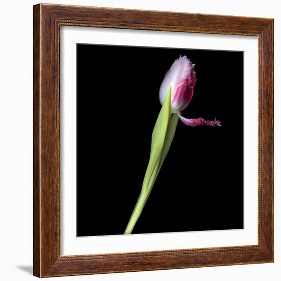 Tulip 3-Magda Indigo-Framed Photographic Print