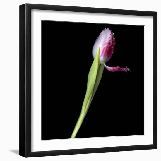 Tulip 3-Magda Indigo-Framed Photographic Print