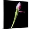 Tulip 3-Magda Indigo-Mounted Photographic Print