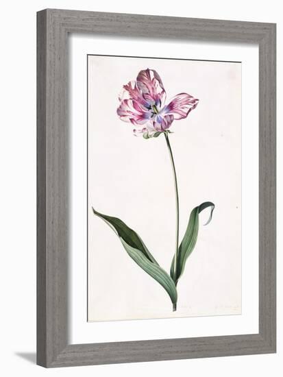 Tulip, A Botanical Illustration, A Botanical Illustration-Georg Dionysius Ehret-Framed Giclee Print