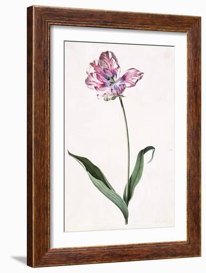 Tulip, A Botanical Illustration, A Botanical Illustration-Georg Dionysius Ehret-Framed Giclee Print