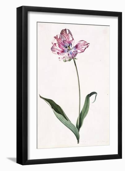 Tulip, A Botanical Illustration, A Botanical Illustration-Georg Dionysius Ehret-Framed Giclee Print