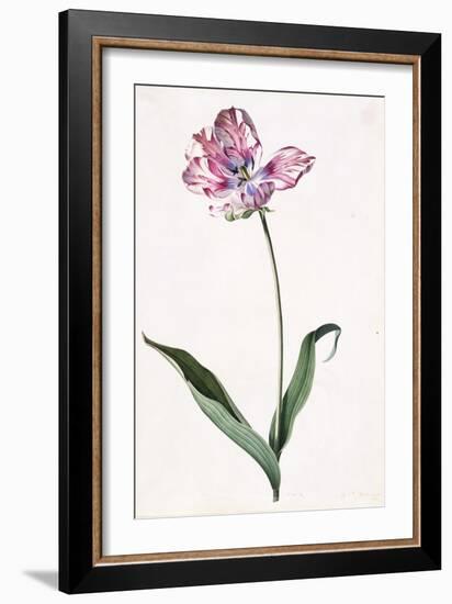 Tulip, A Botanical Illustration, A Botanical Illustration-Georg Dionysius Ehret-Framed Giclee Print