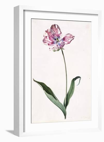 Tulip, A Botanical Illustration, A Botanical Illustration-Georg Dionysius Ehret-Framed Giclee Print