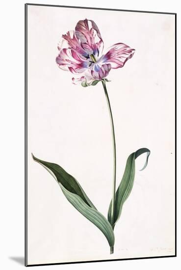 Tulip, A Botanical Illustration, A Botanical Illustration-Georg Dionysius Ehret-Mounted Giclee Print