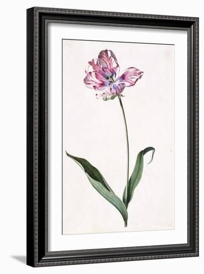 Tulip, A Botanical Illustration, A Botanical Illustration-Georg Dionysius Ehret-Framed Giclee Print